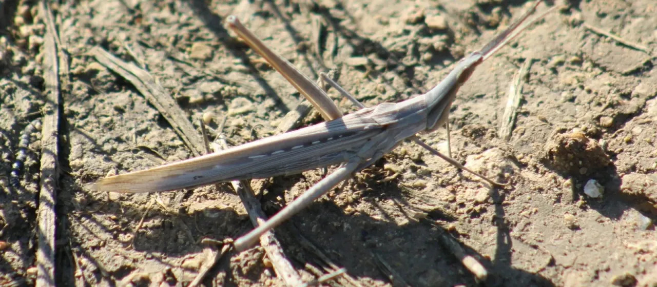 Acrida bicolor