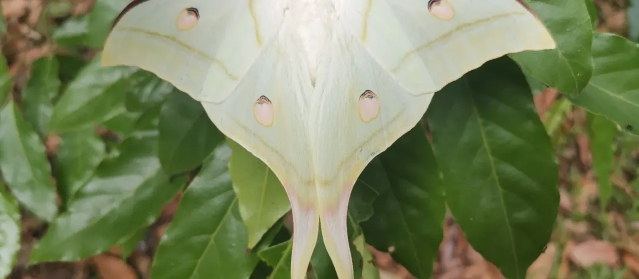 Indian Moon Moth