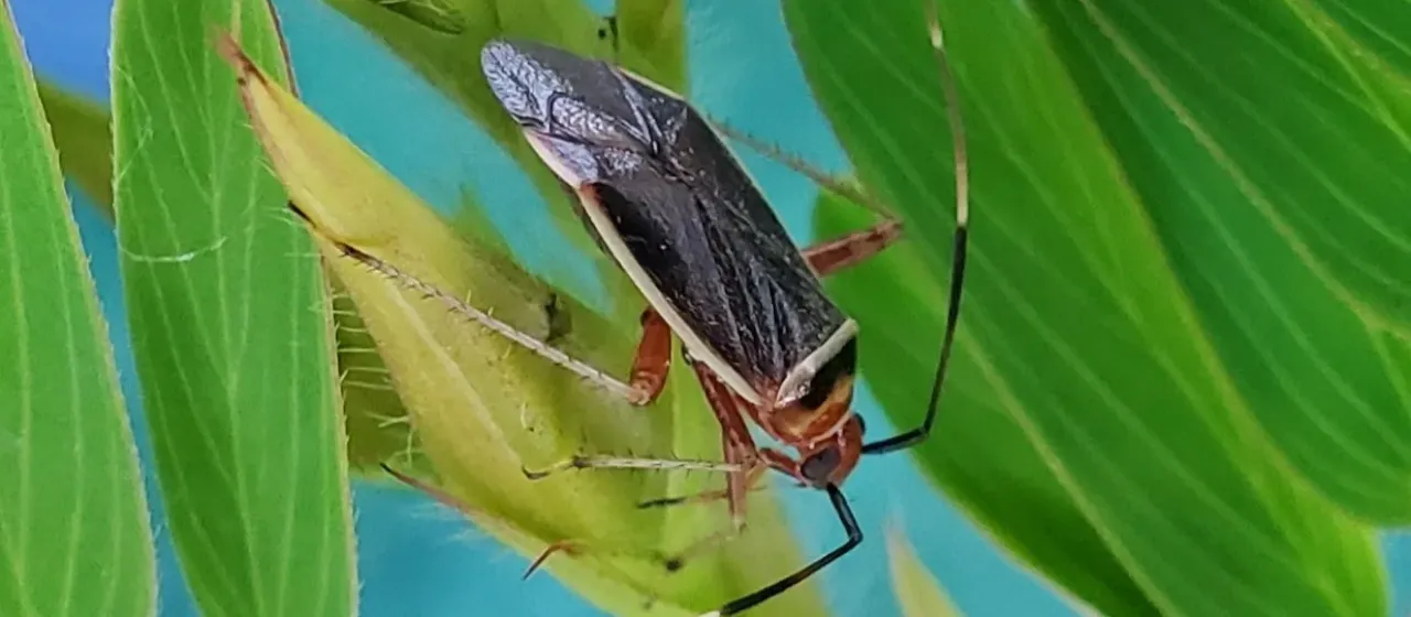 Rapid plant bug