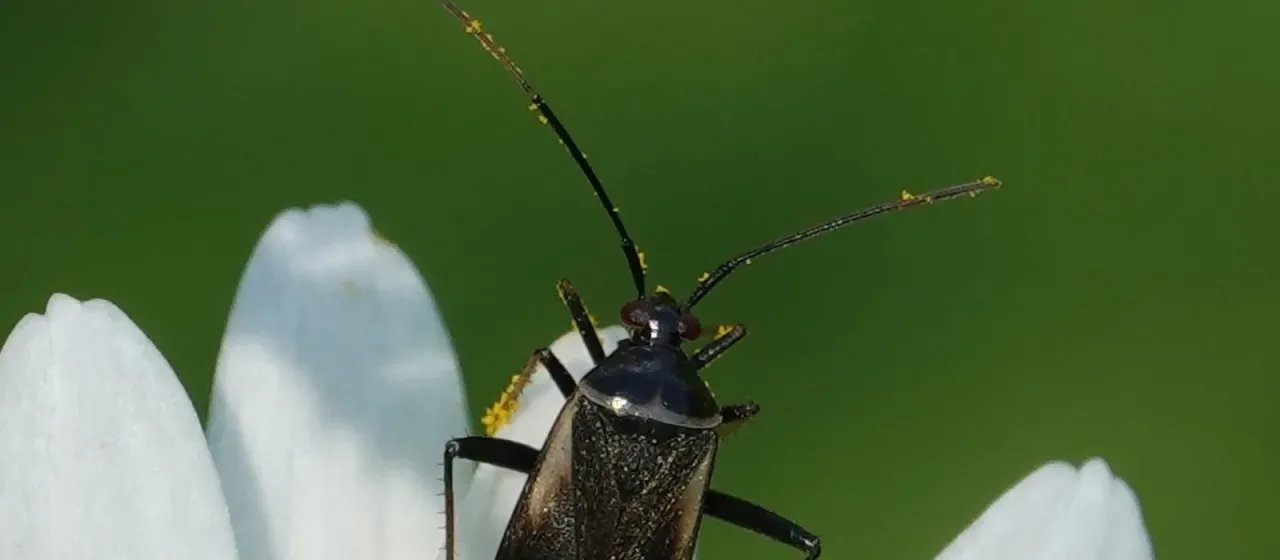 Клоп-слепняк Adelphocoris seticornis