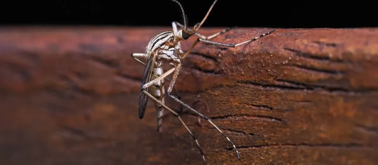 Комар Aedes vittiger