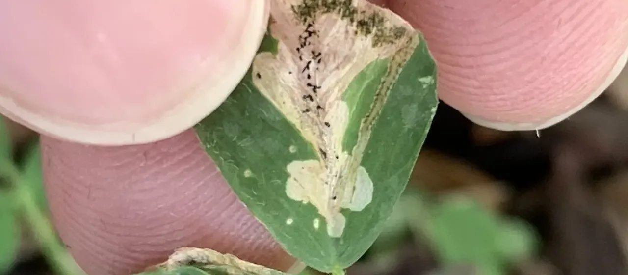 Alfalfa blotch leafminer