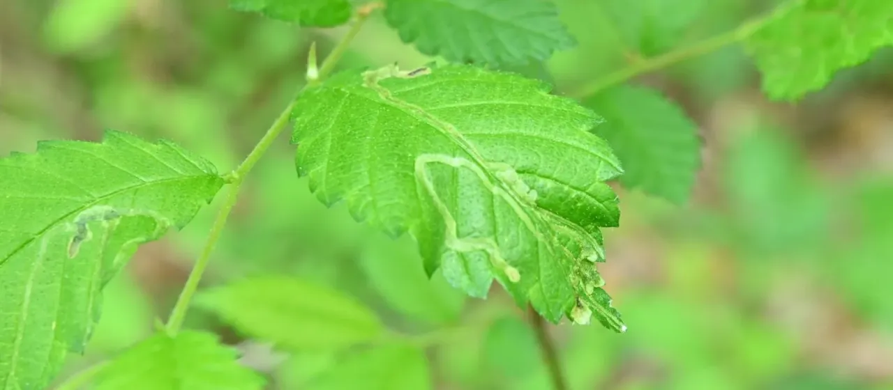 Agromyza leaf miners