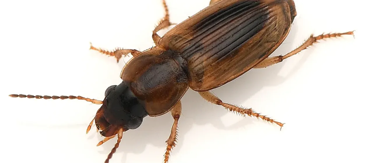 Agonoderus comma