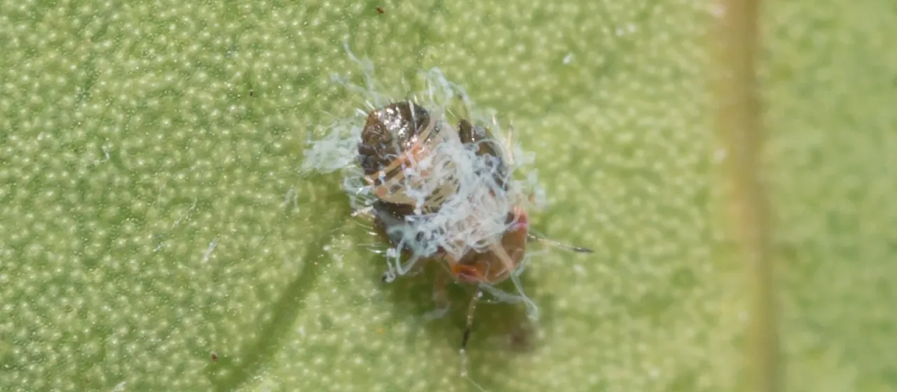 Pistachio psyllid