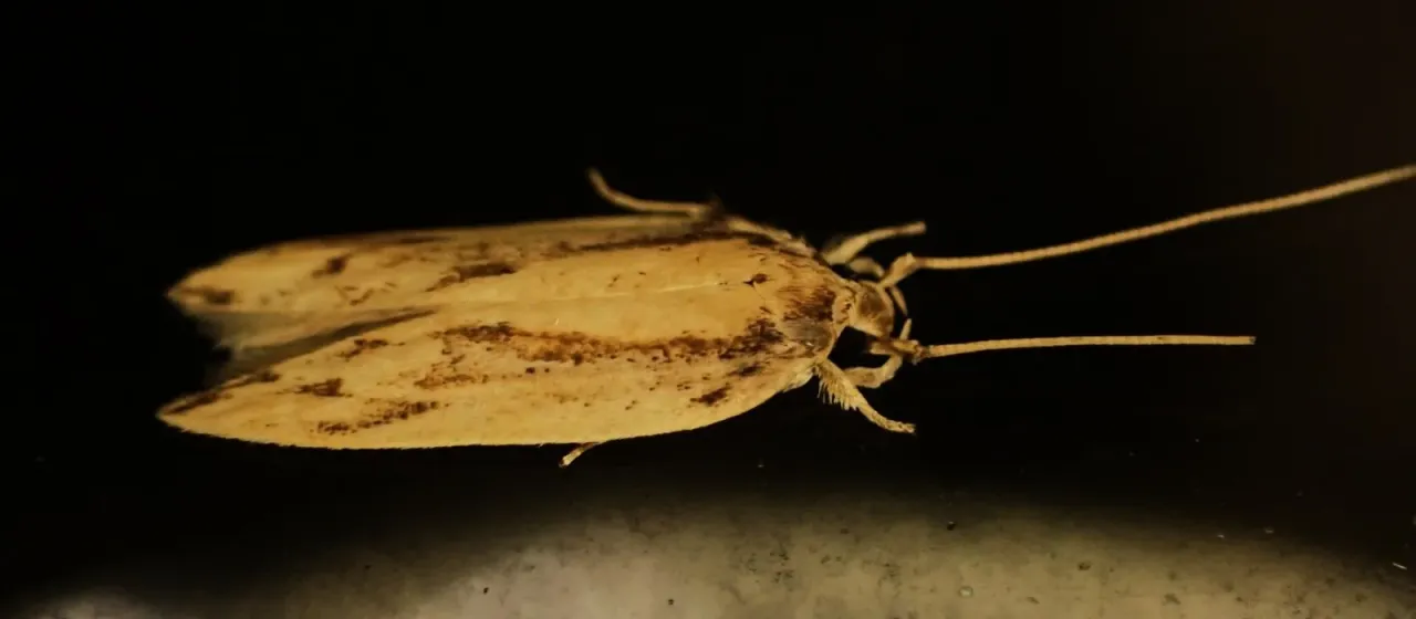 Coconut leaf moth