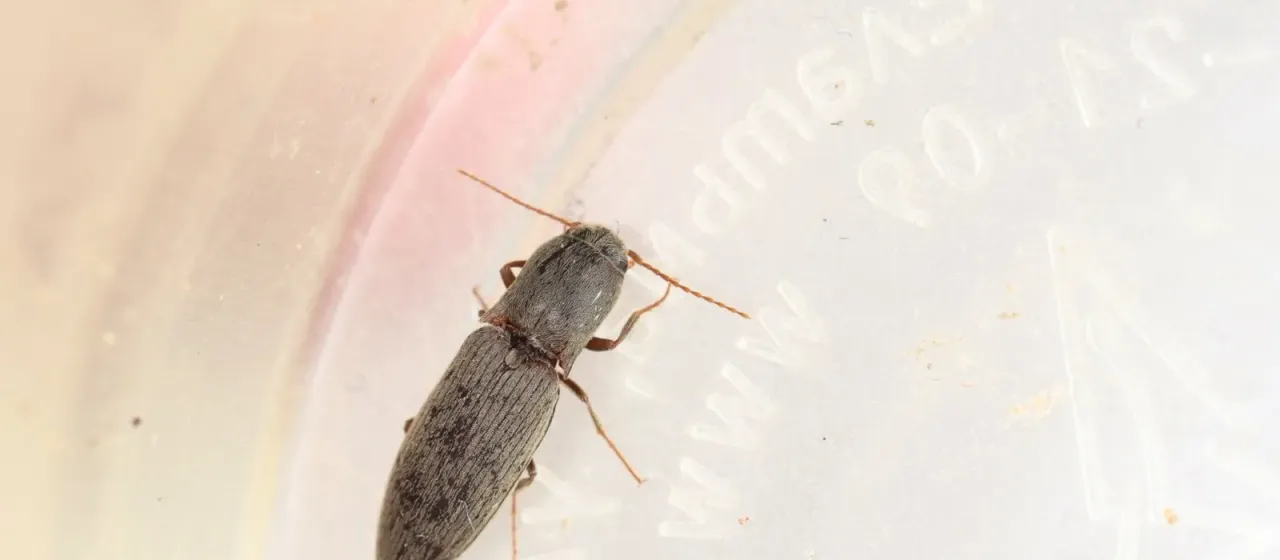 Щелкун Agriotes meticulosus