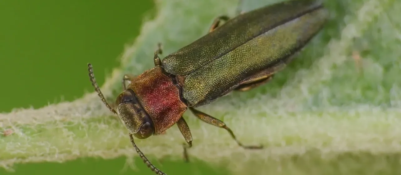 Gold-necked jewel beetle
