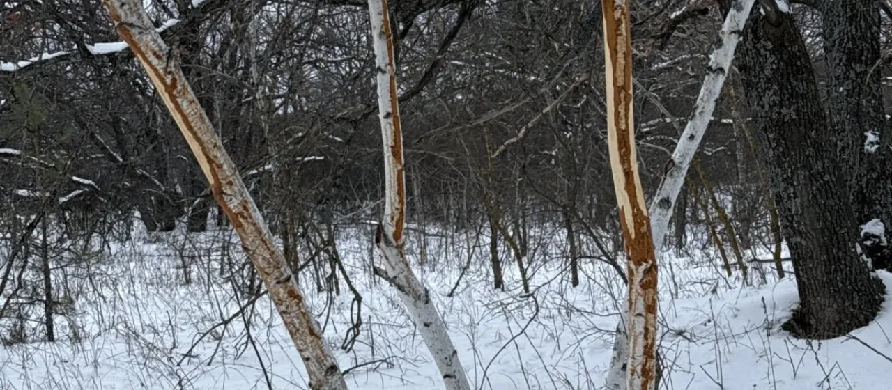 Лось