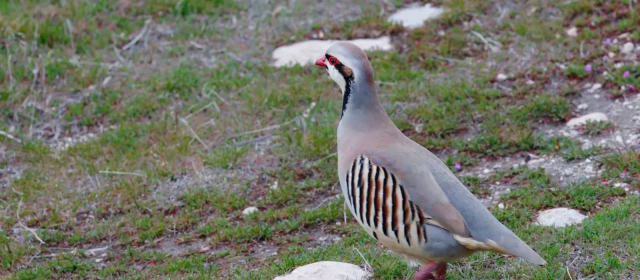 Chukar