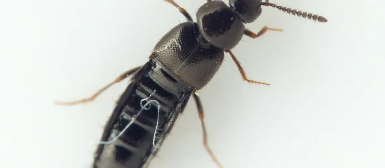Aleochara sparsa