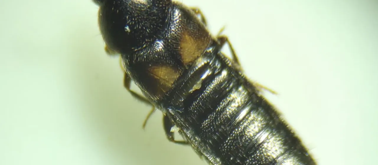 Aleochara tristis