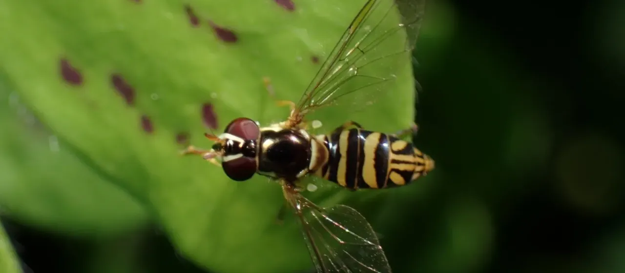 Allograpta obliqua