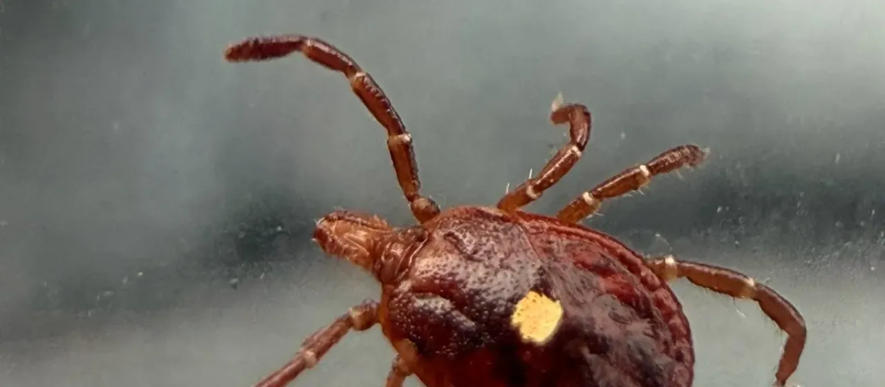 Lone star tick