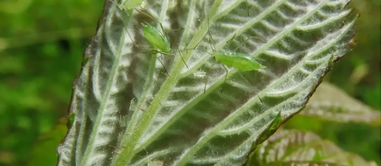 Малинова попелиця