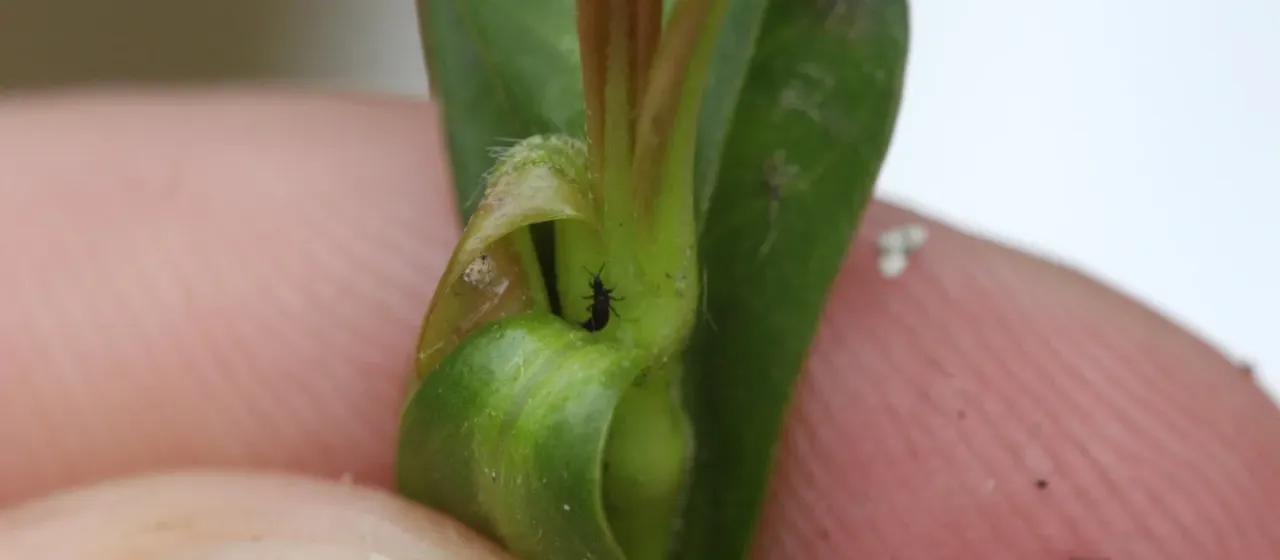 Anderson's alligatorweed thrips