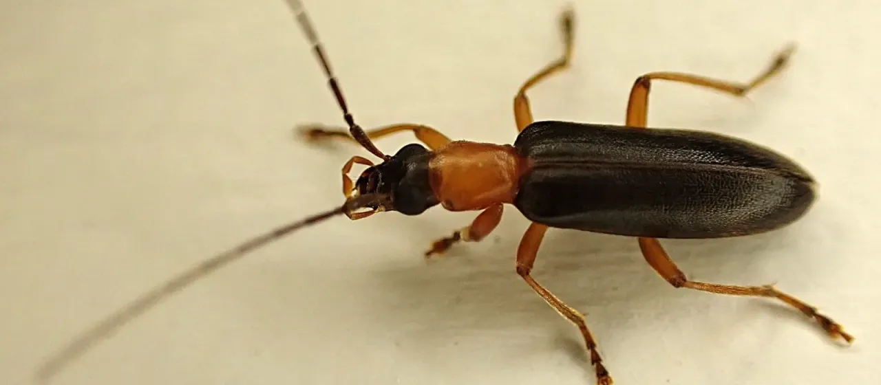 Two-colored false blister beetle