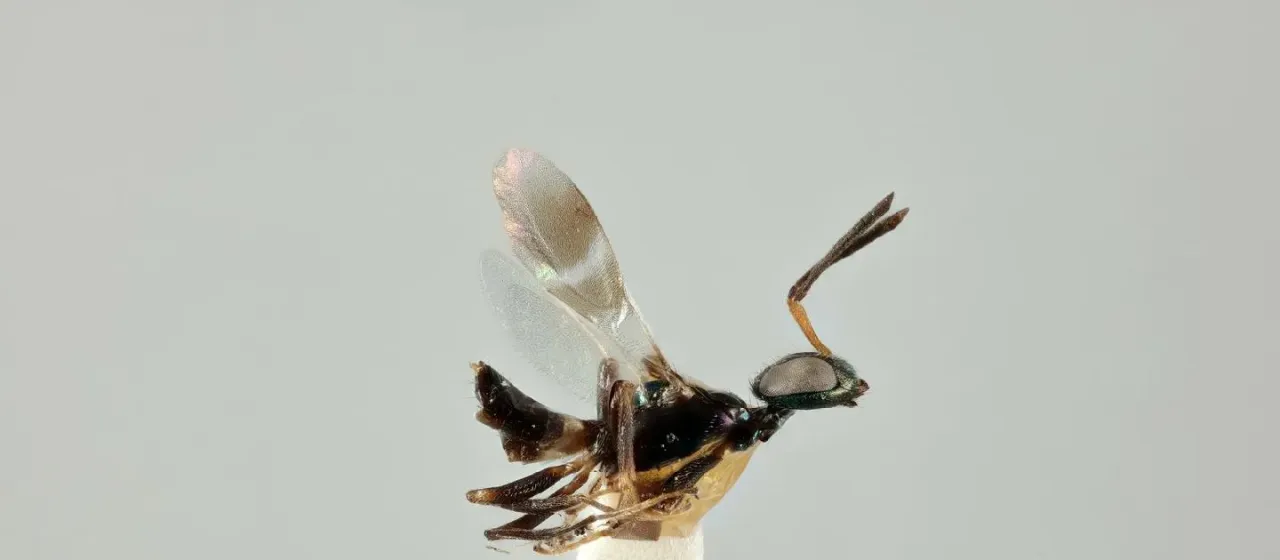 Anastatus colemani