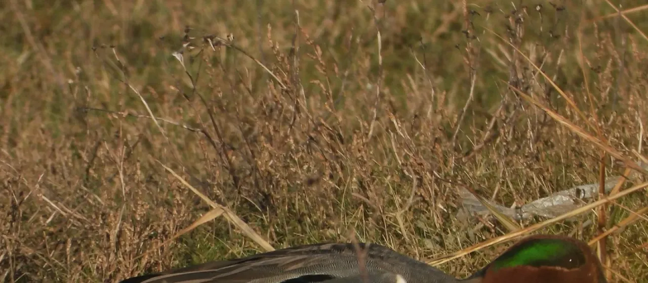 Green-winged teal