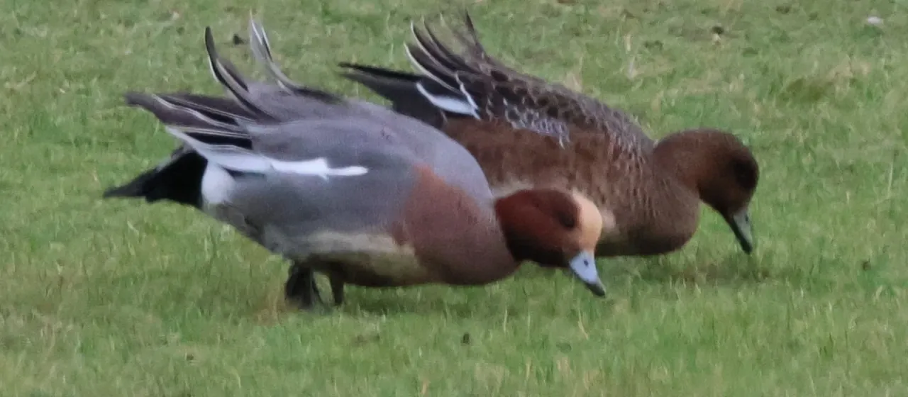Eurasian wigeon