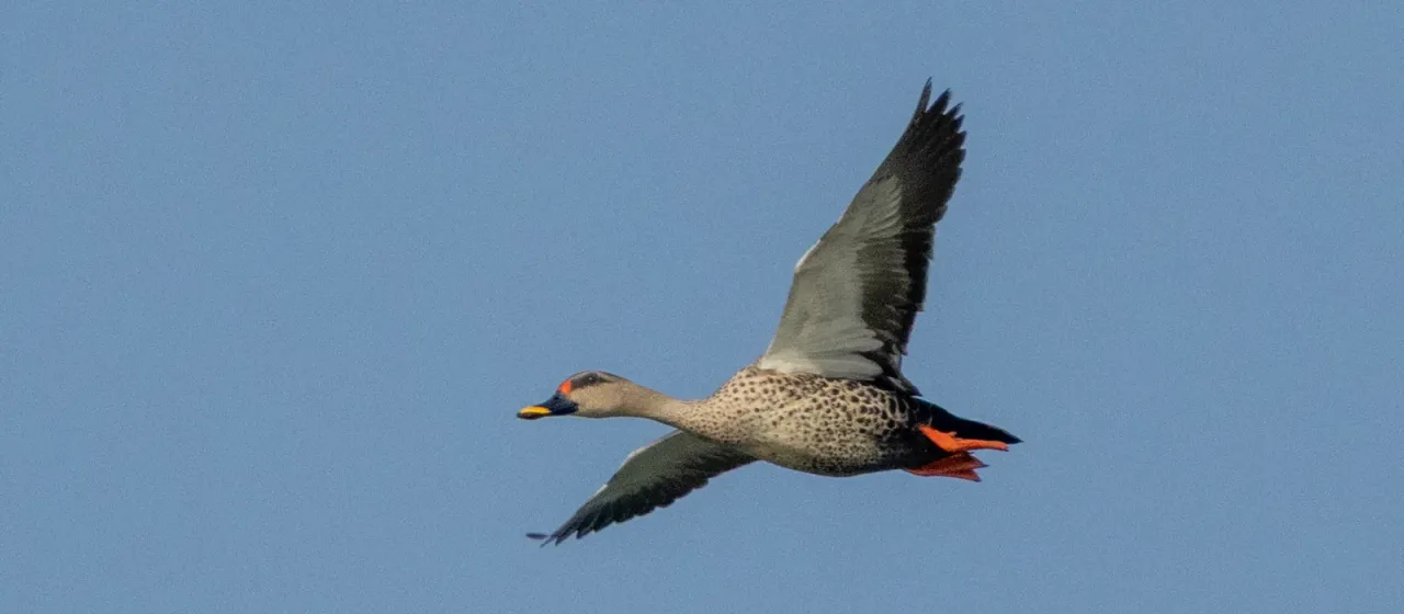 Spot-billed duck