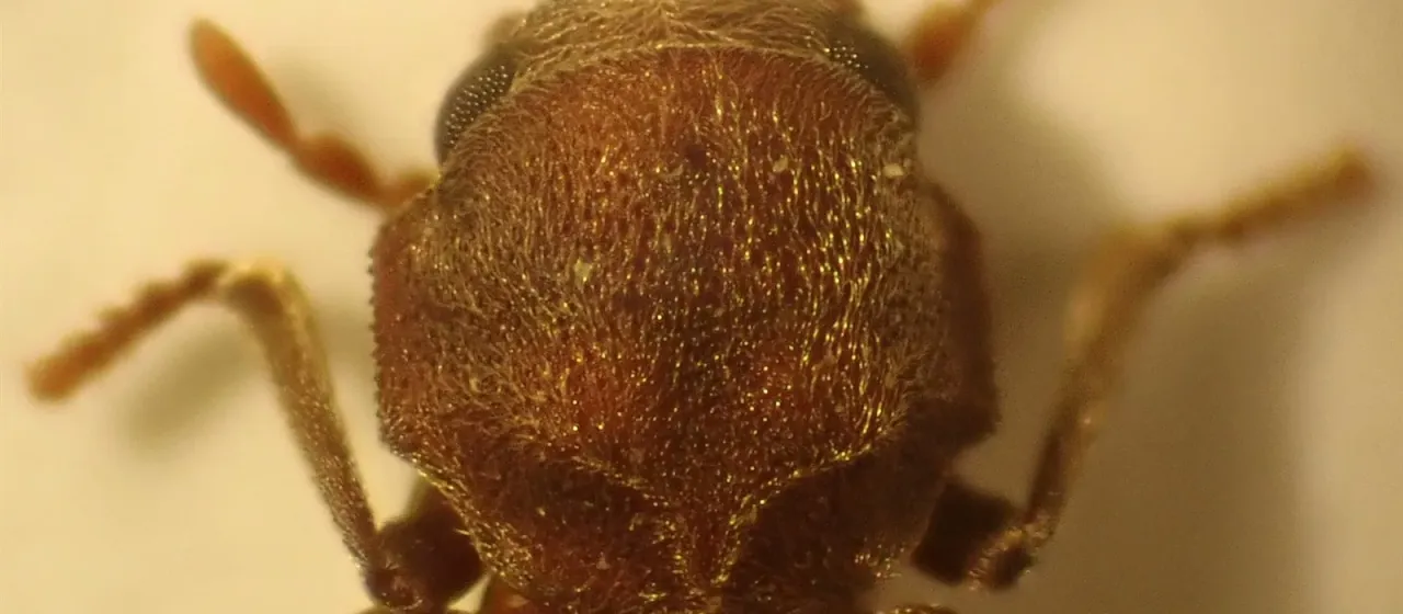 Точильщик Microbregma