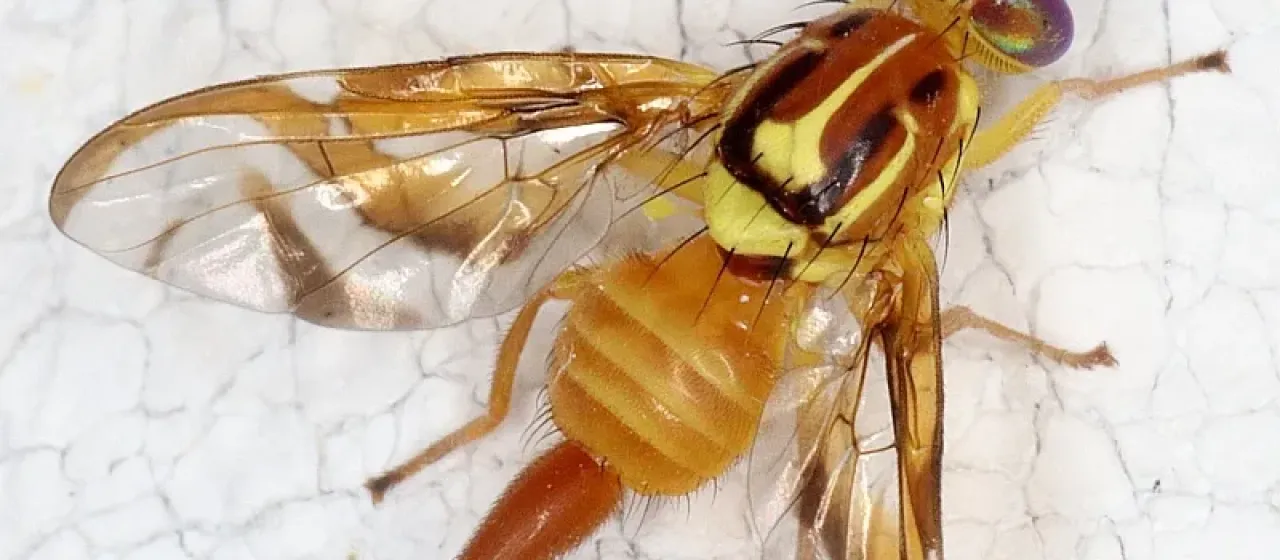 Плодовая муха Anastrepha striata