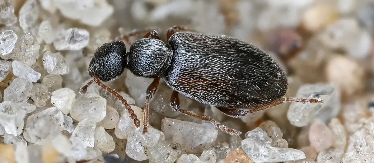 Ant-like flower beetle