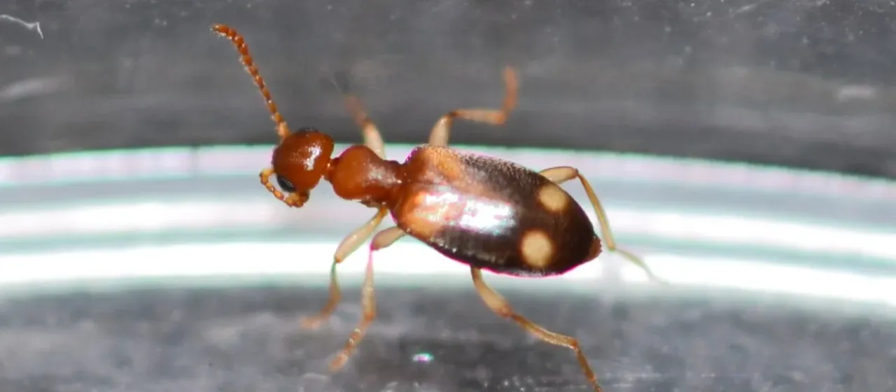 Tobias ant beetle