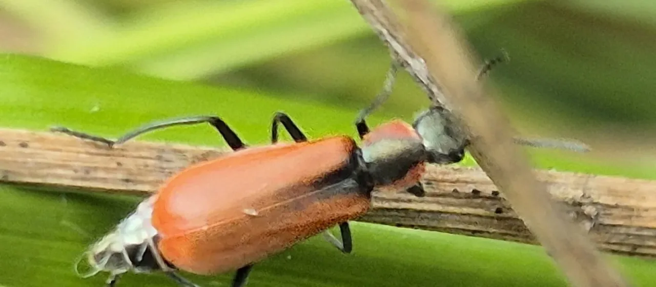 Red-belted soft-winged flower beetle