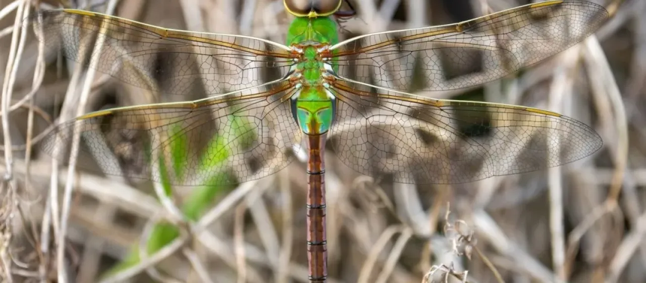Common Green Darner