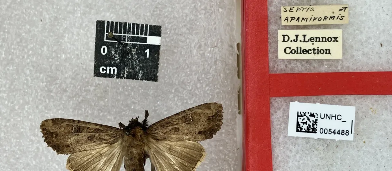 Совка Apamea apamiformis