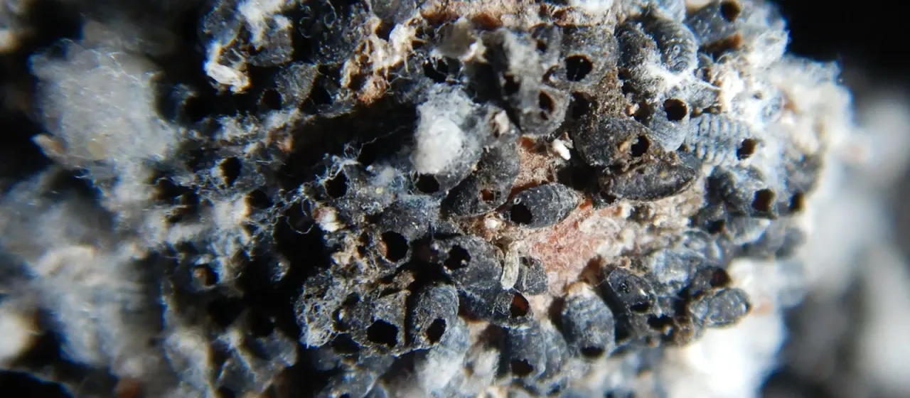 Aphelinus