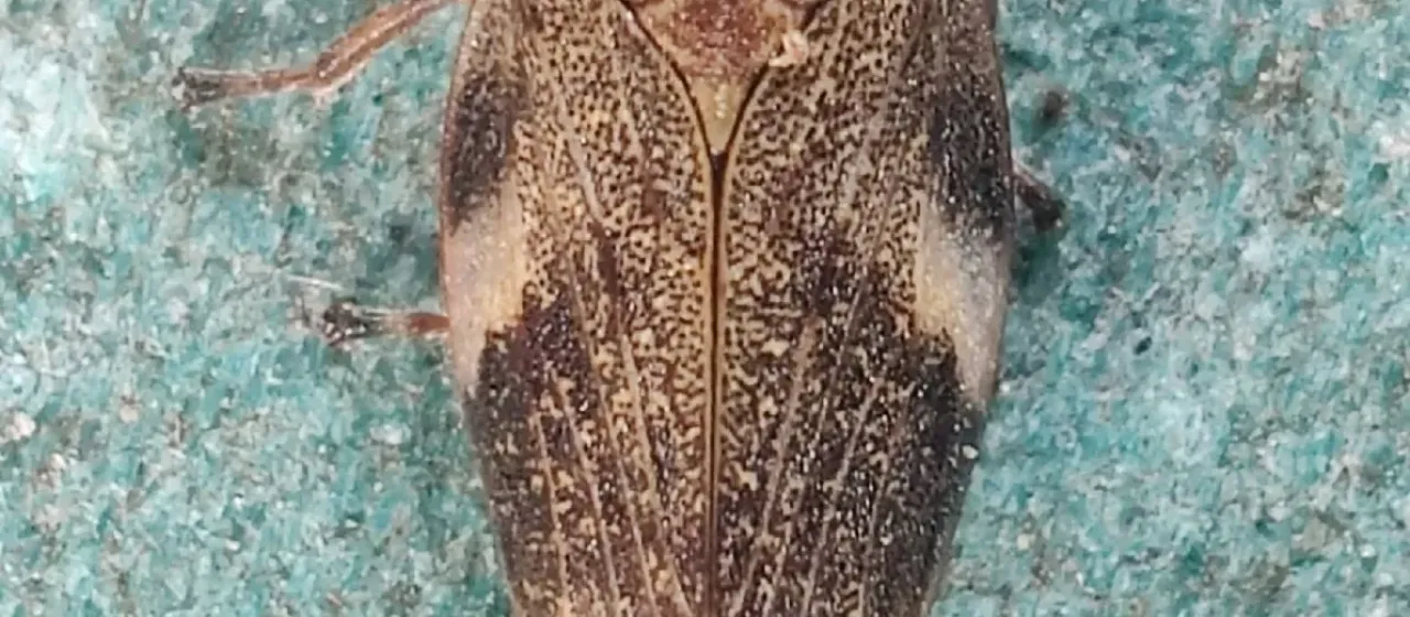 Alder spittlebug