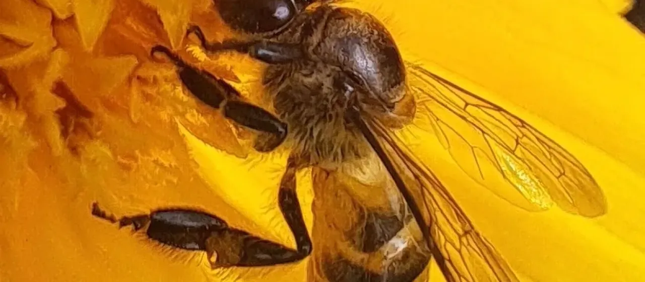 Eastern honey bee