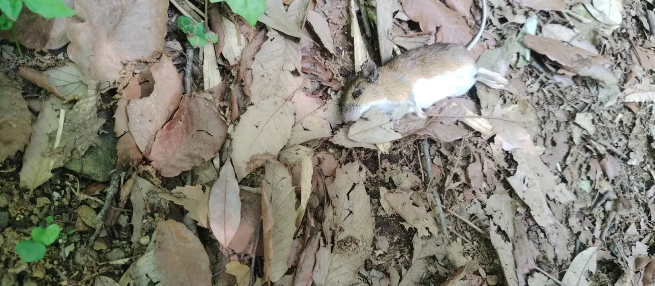 Japanese wood mouse