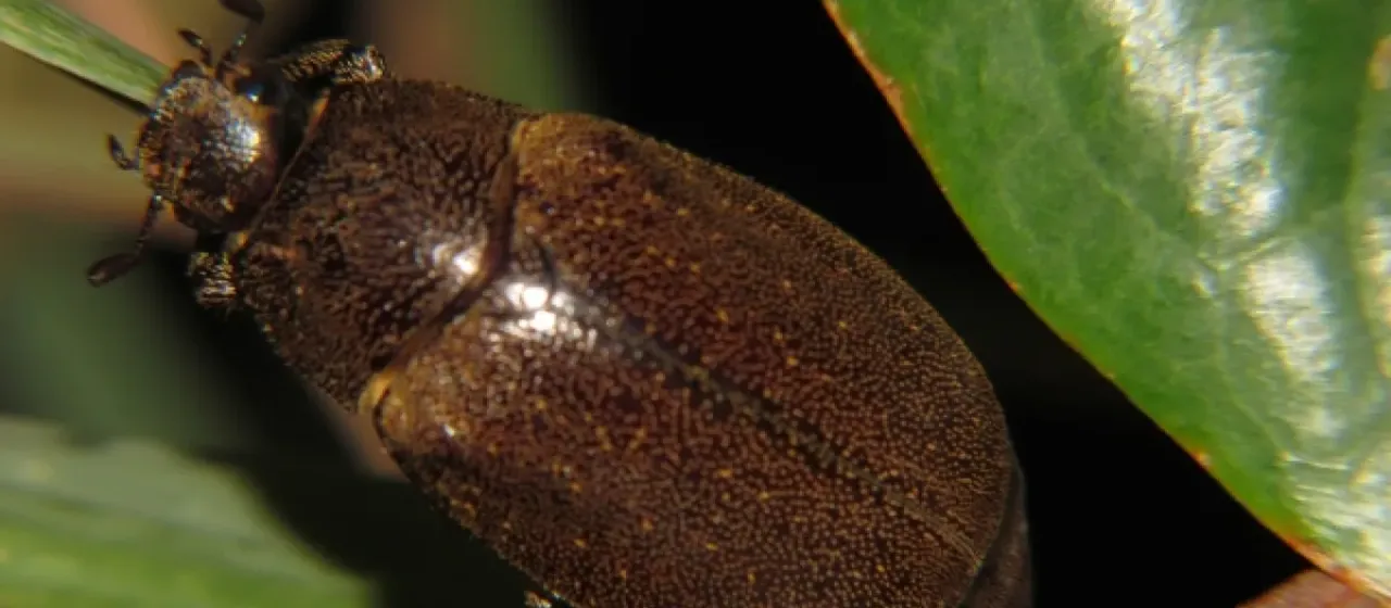 Apogonia