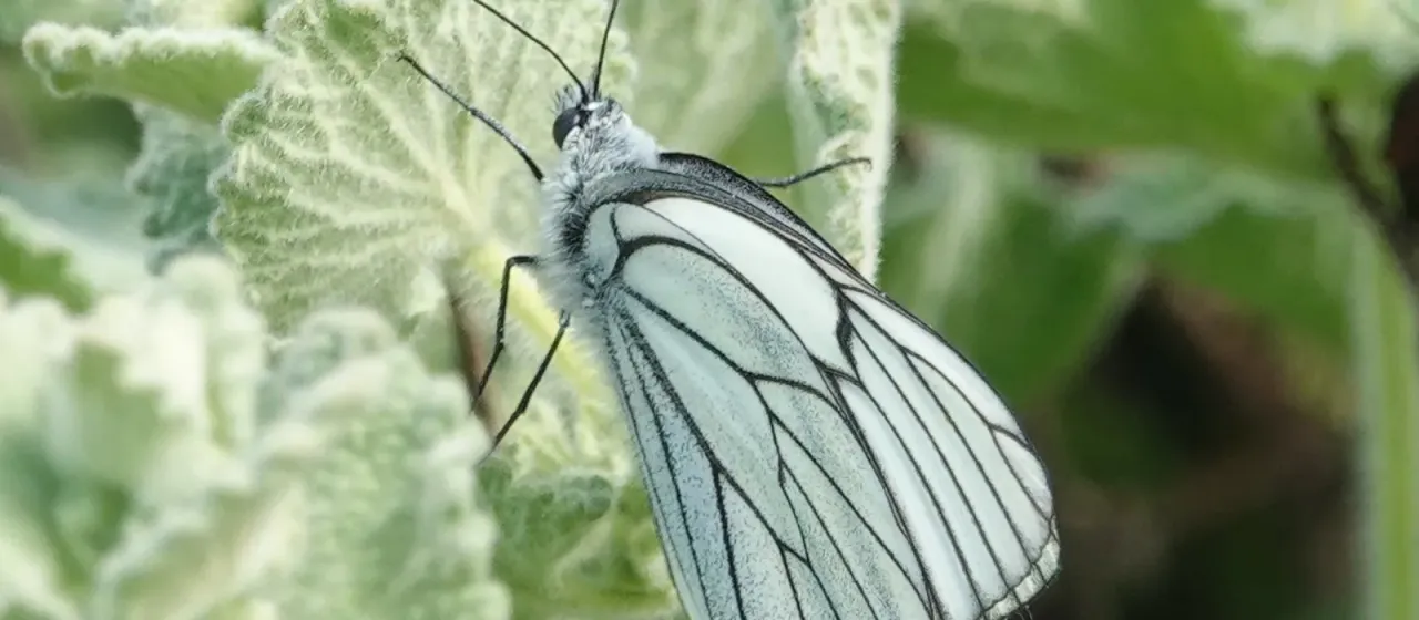 Black-veined white