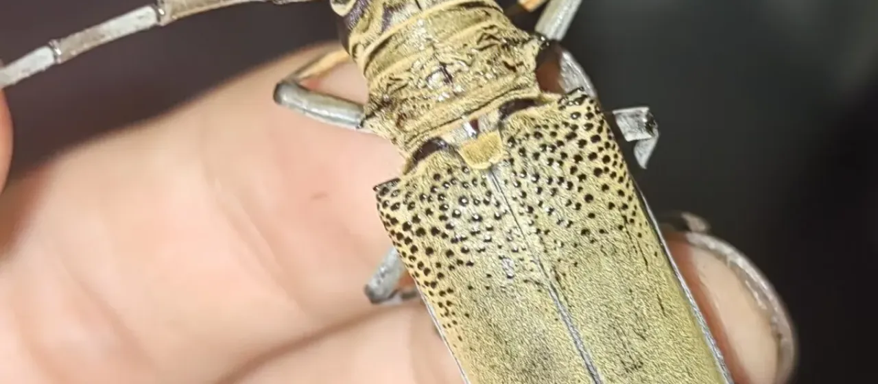 Mulberry longhorned beetle