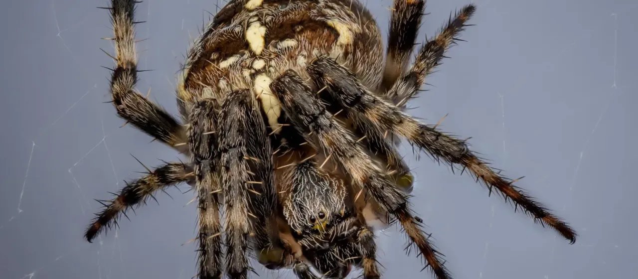 European garden spider