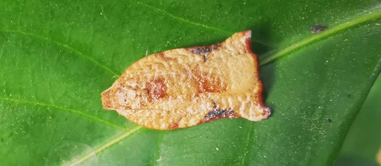 Листовертка Archips micaceana