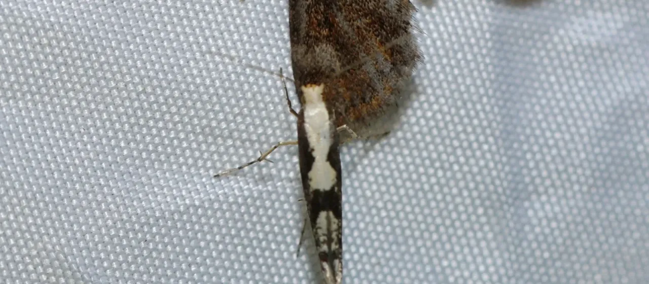 Apple fruit moth