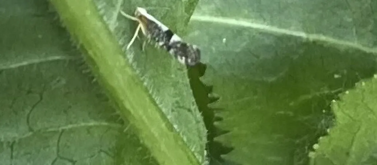 Argyresthia
