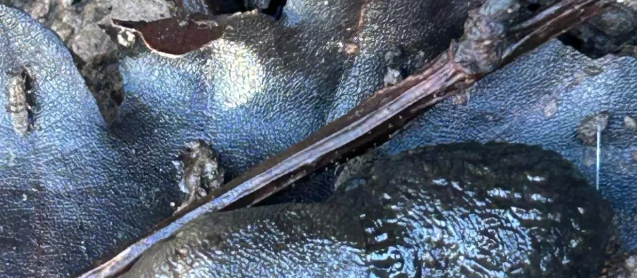 Black slug
