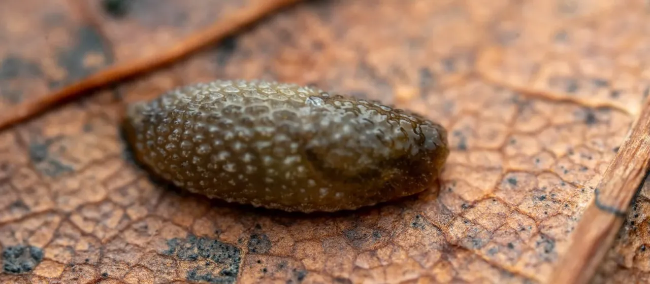 Слизень Arion intermedius