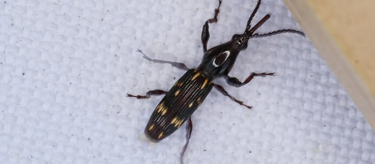 Oak borer