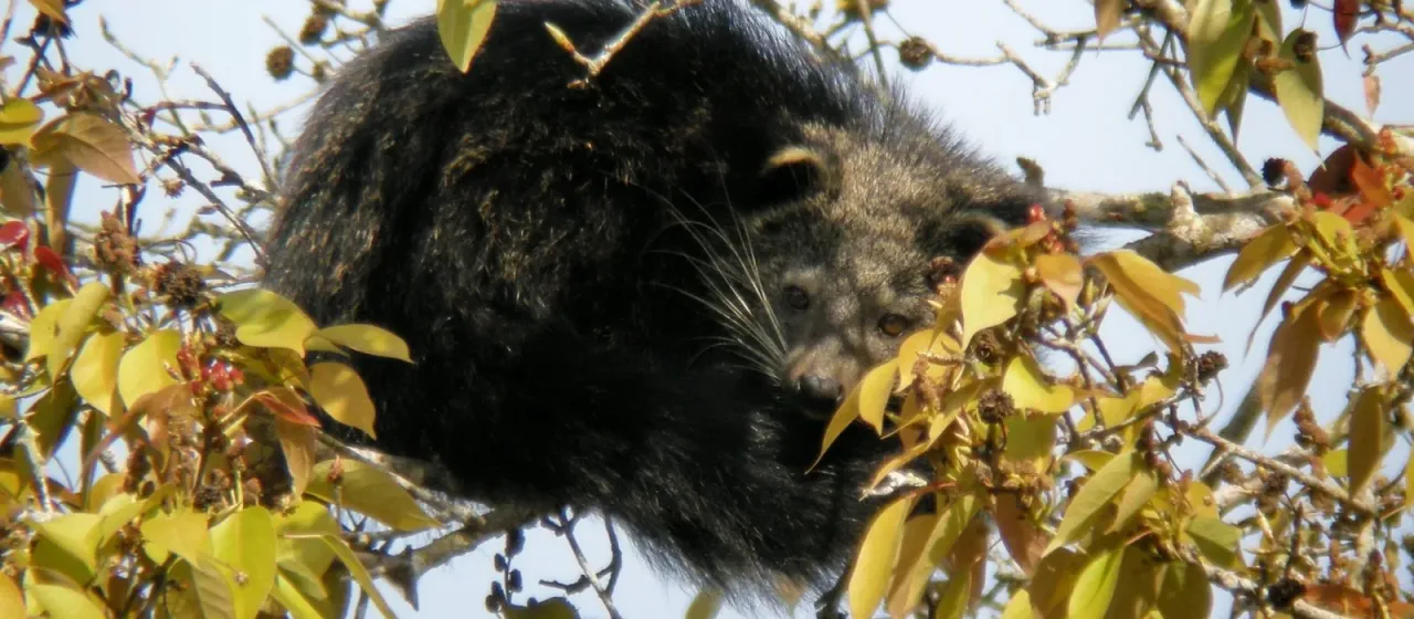 Binturong