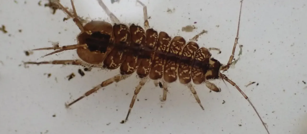 Водяной ослик