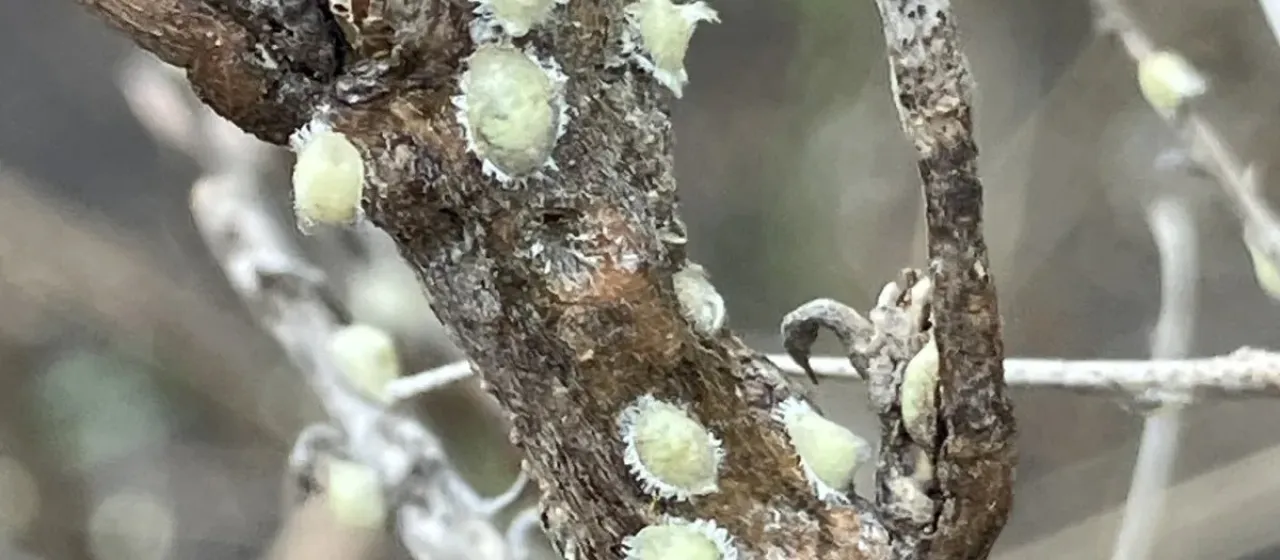 Asterolecanium