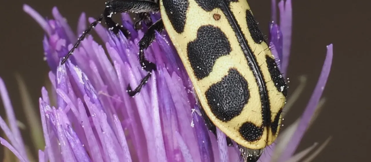 Spotted maize beetle